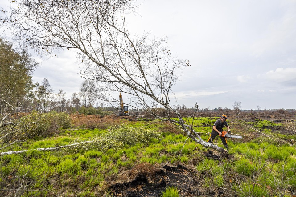 Dode en beschadigde bomen worden gekapt en verwijderd in het afgebrande deel van De Peel. Dat is nodig om het gebied weer te kunnen laten herstellen.