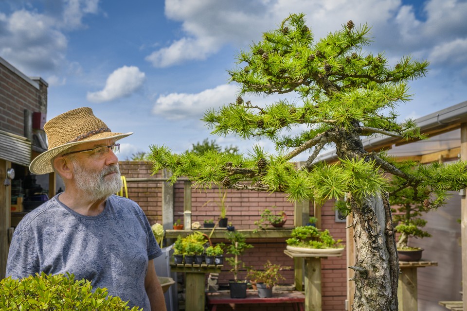 Wiel Zinzen is al 25 jaar helemaal verslingerd aan het kweken van bonsaibomen. 