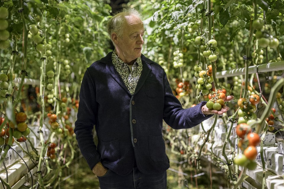 Ton Janssen in zijn kas. In 2018 stopte hij als tomatenteler. 
