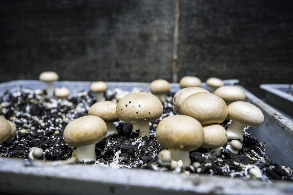 Panbo Systems wil een champignonkwekerij beginnen in Grashoek. 