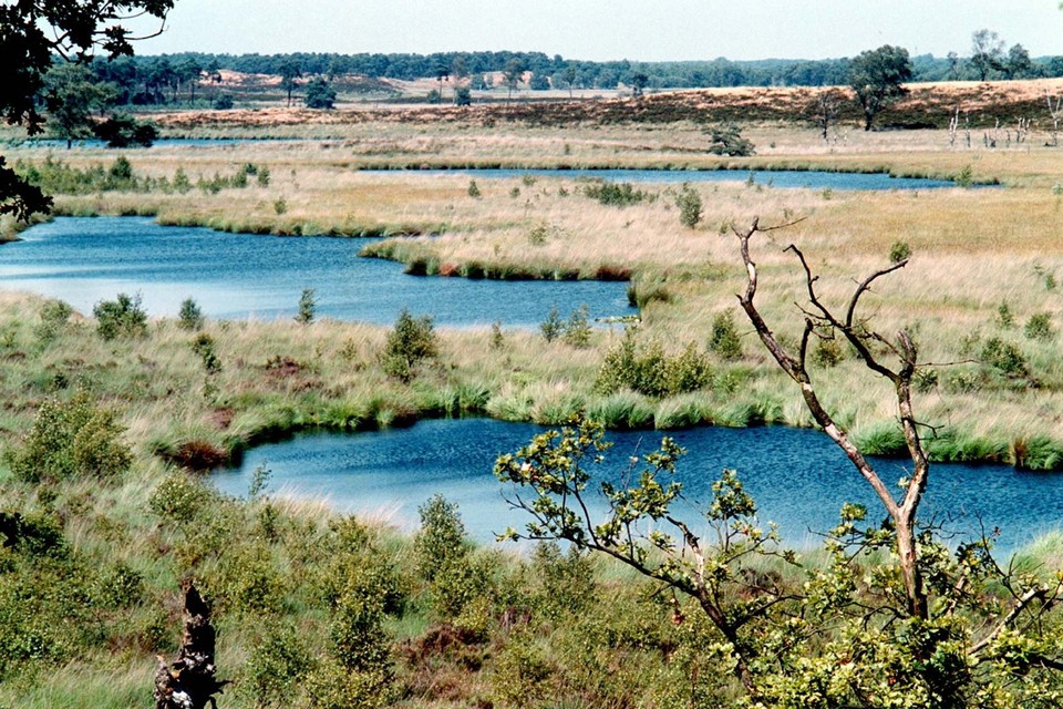 Nationaal Park de Maasduinen is een van de natuurgebieden in Limburg die last ondervinden van de neerslag van schadelijke stikstofverbindingen. 
