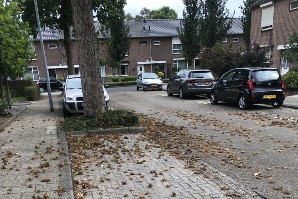 De hazelaars in de Frederik Hendrikstraat in Weert zorgen ongeveer het hele jaar rond overlast. 