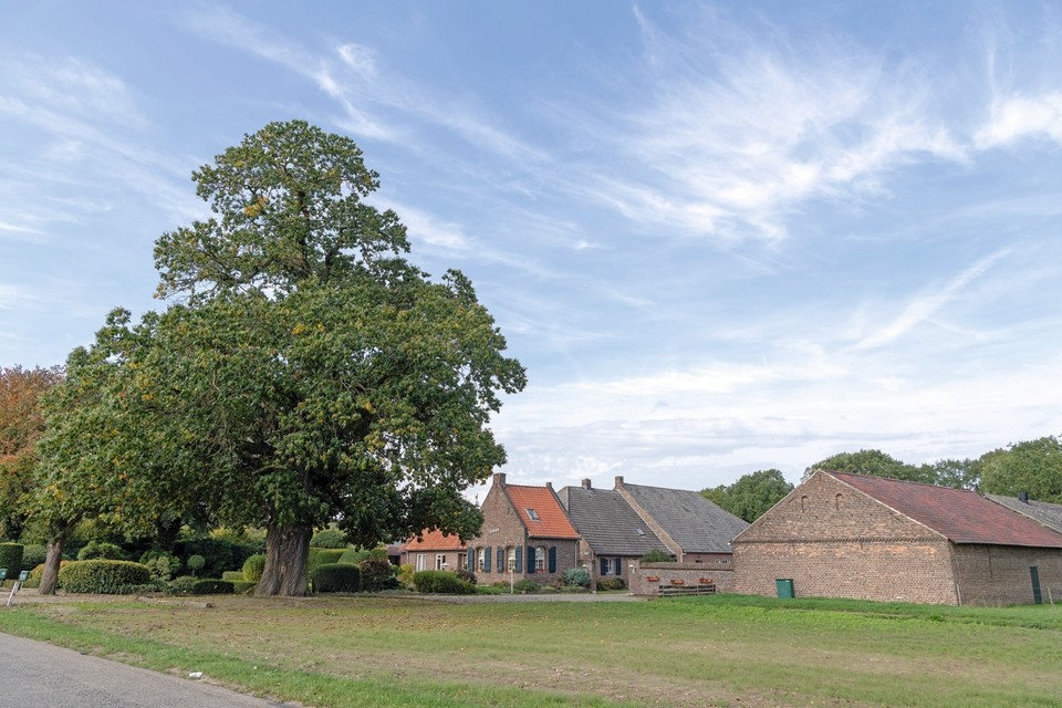 Vaak zijn ze al tientallen jaren een herkenningspunt in de buurt, monumentale bomen. Zoals deze kastanje in Venlo. 