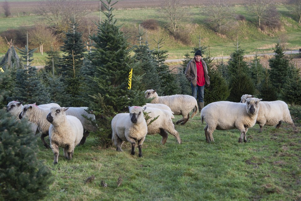 De Shropshire-schapen in de kerstboompercelen van kerstboomteler Jos Soogelee (achtergrond) in Ransdaal. 