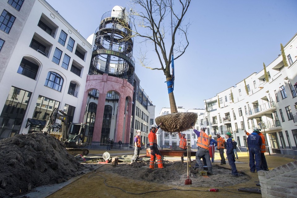 Het Maankwartier in Heerlen. Bomen in steden krijgen het door droogte steeds moeilijker.