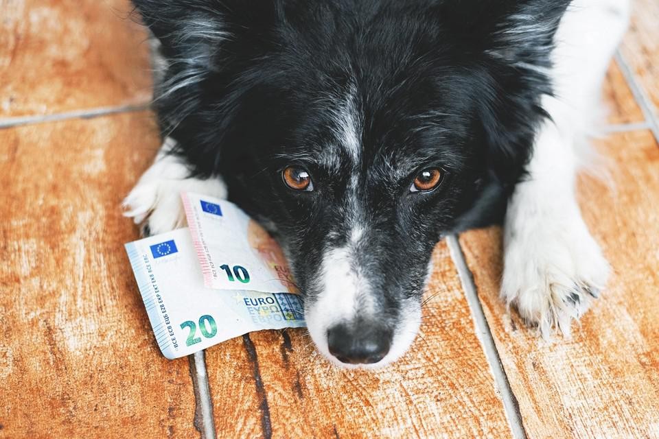Wie meer dan één hond heeft, blijft wel belasting betalen.