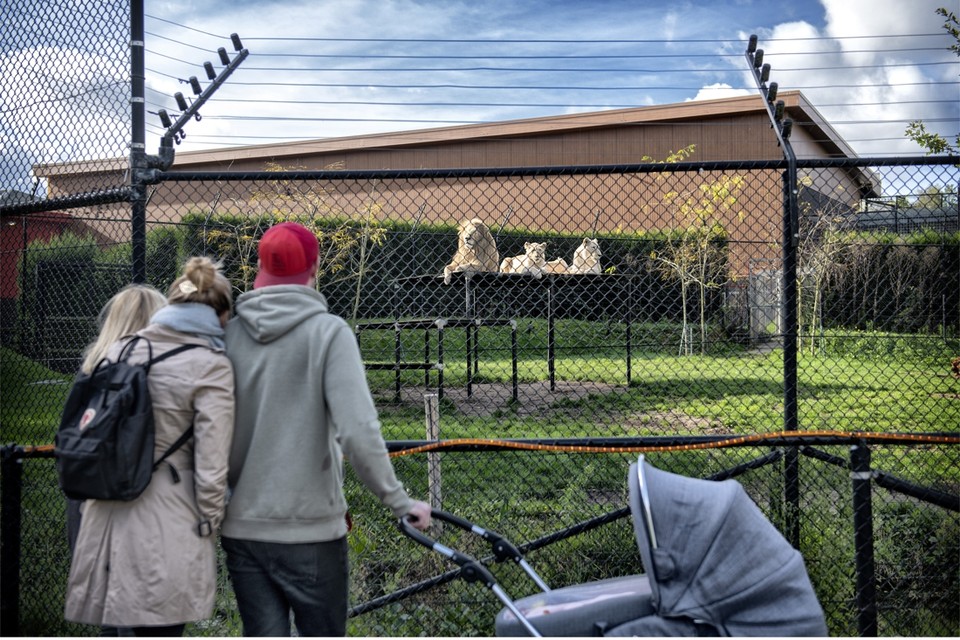 Het hek bij het leeuwenverblijf van Mondo Verde is direct gerepareerd. 
