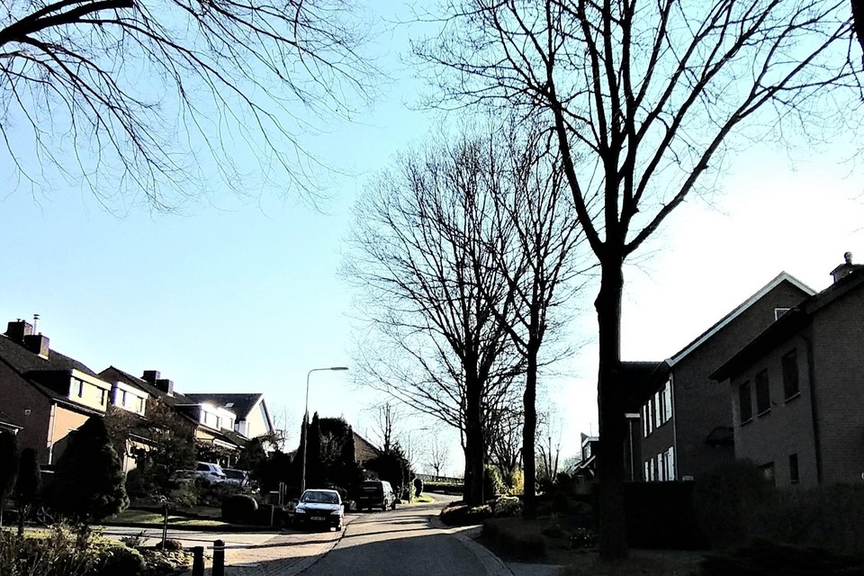 De Anderdelstraat met de omstreden bomen. 
