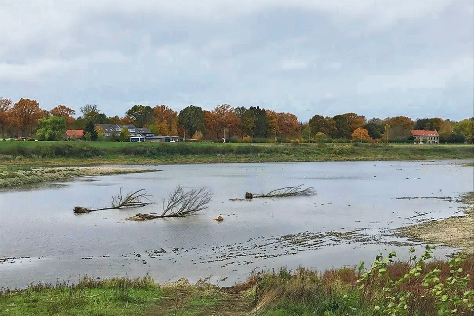 De bomen liggen in de Maas ter hoogte van Borgharen. Ze zijn met kettingen verankerd aan zware betonplaten om wegdrijven te voorkomen.