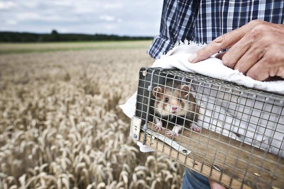 Het in stand houden van de populatie hamsters in Limburg lukt tot dusverre alleen met het jaarlijks bijplaatsen van gefokte dieren. 