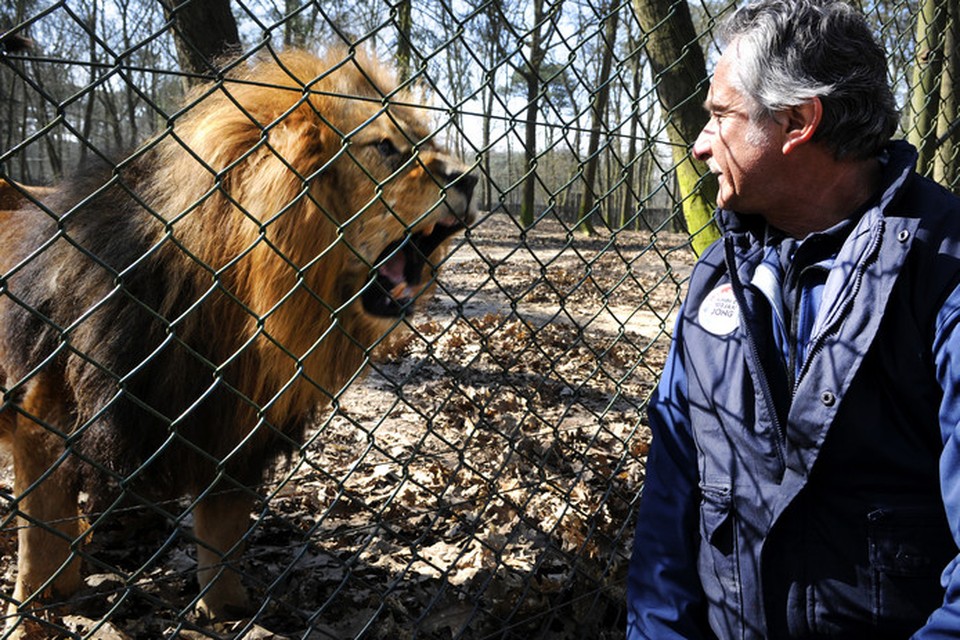 Een leeuw met verzorger in Burgers Zoo.