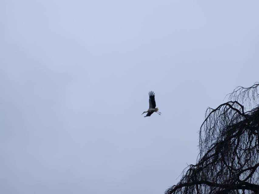 De laatste ooievaar vliegt weg uit de treurbeuk.