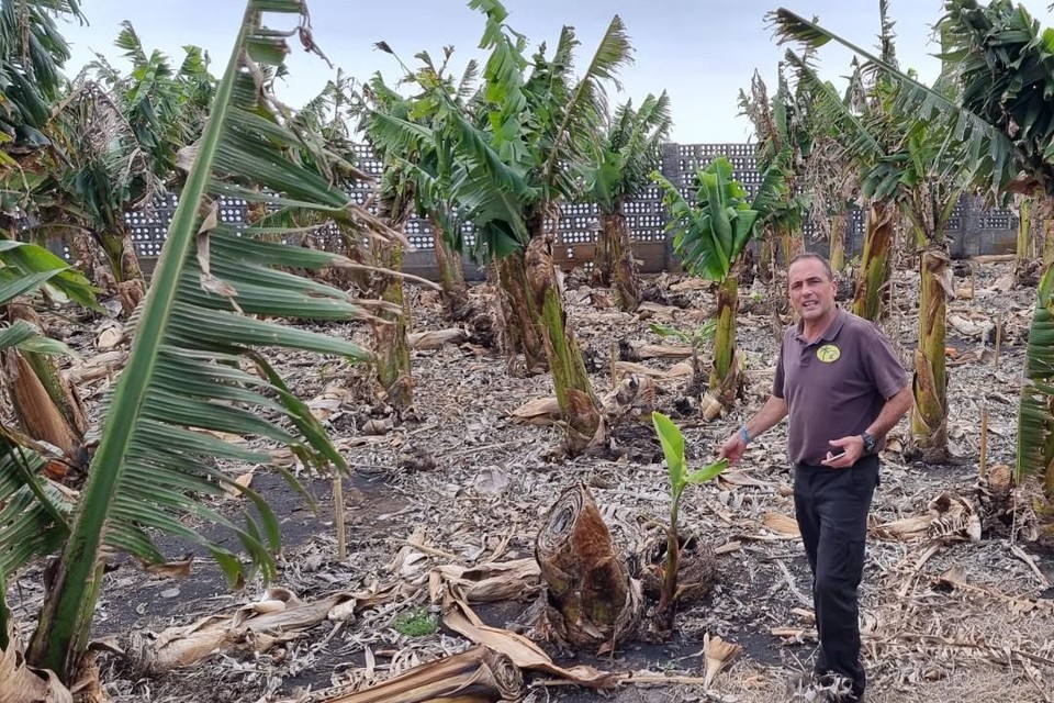Bananenteler Ricardo Carballo wijst een jonge plant aan tussen de dode planten. 