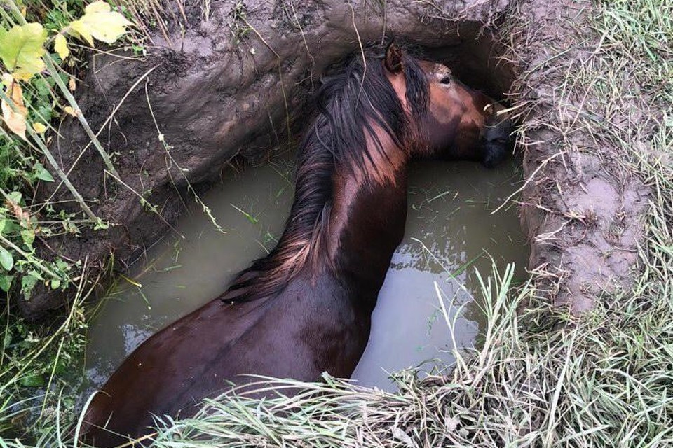 Beverholen kunnen volgens Waterschap Limburg zorgen voor veiligheidsrisico’s voor mens en dier. Dit paard kwam in een beverhol terecht in Kessel. 