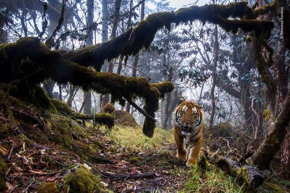 Vergezeld door parkwachter klom fotograaf Emmanuel Rondeau 700 meter om acht camera's op te zetten. Drieëntwintig dagen later keek deze Bengaalse tijger recht in een van zijn camera's.