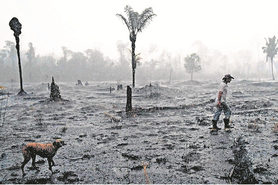 Regenwoud wordt ontbost, vooral door branden. 