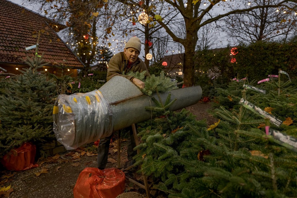 De helft van de bomen komt van Nederlandse bodem, zoals van de EKO Kerstbomenkwekerij in Ransdaal. 