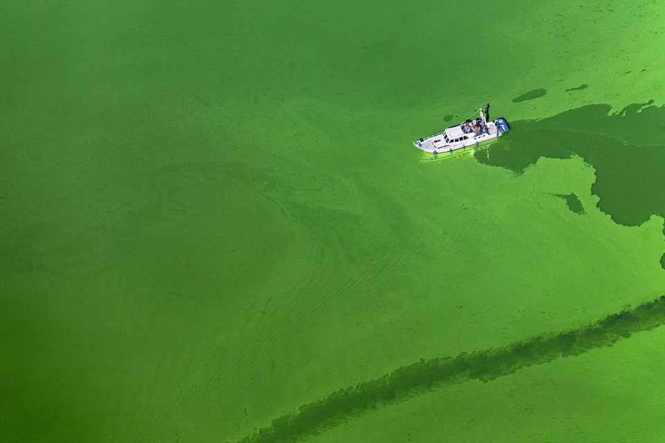 Blauwalg kleurt het water groen, zoals hier bij Maastricht in 2019.  