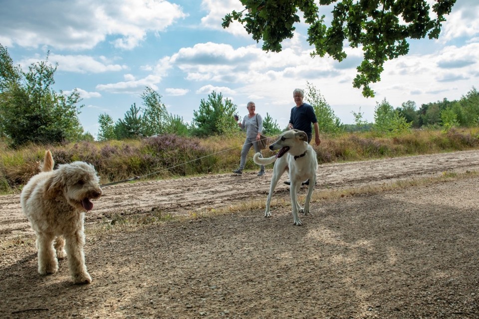 Staatsbosbeheer adviseert tijdens het broedseizoen de hond aangelijnd te houden. 