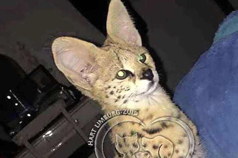 De ontsnapte serval. 