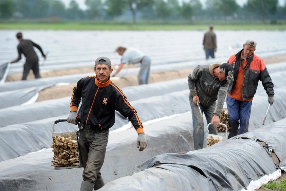 Arbeidsmigranten werken steeds minder op het land en blijven langer in Nederland.