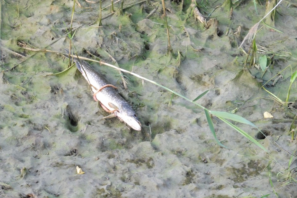 Dode snoek in Middelsgraaf. 