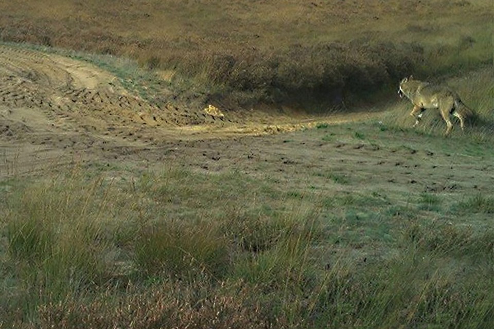 Een cameraval van Natuur en Bos van de Vlaamse overheid heeft een beeld kunnen maken van wolf August bij daglicht. 