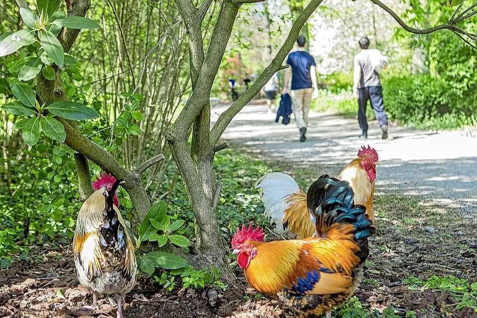 In het Utrechtse Julianapark leeft een groot aantal gedumpte hanen en kippen. 