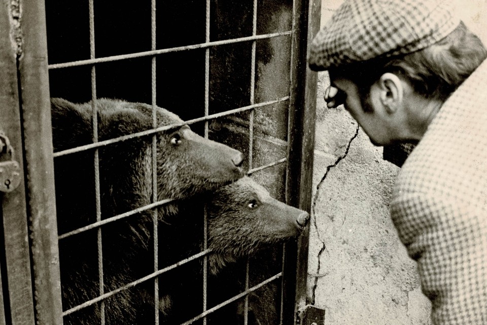 In januari 1974 kreeg Kasteelpark Born twee beren als nieuwe bewoners. 