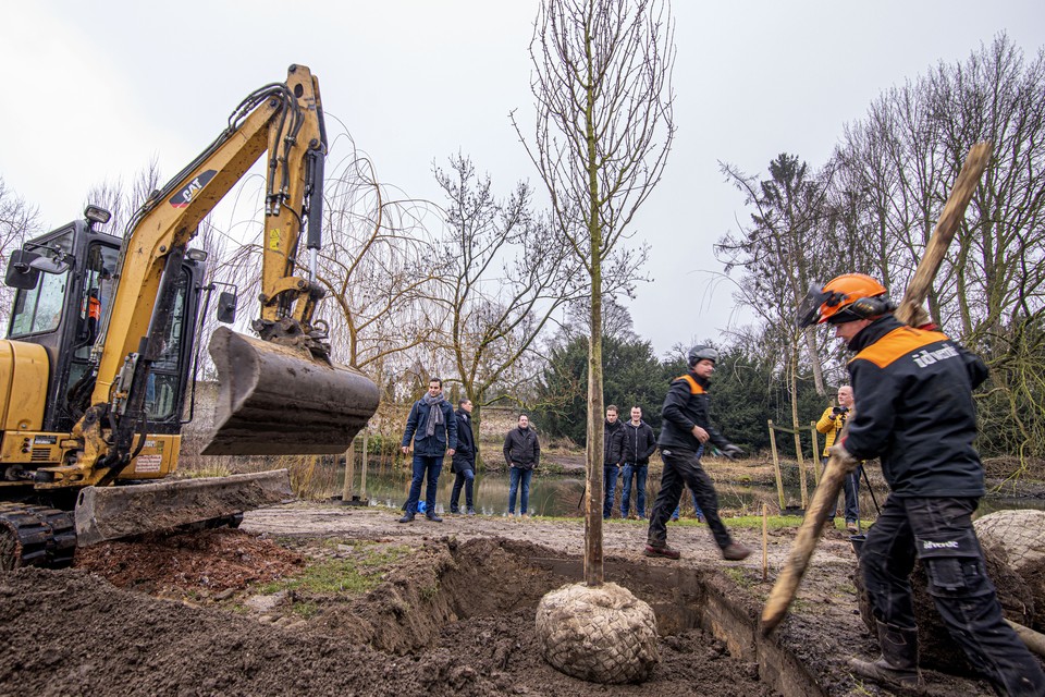 De gemeente Weert plant zelf ook nieuwe bomen, zoals eerder dit jaar in het stadspark. 
