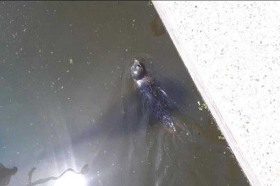 Een zeehond zwemt sinds zondagmiddag verdwaald rond. © 