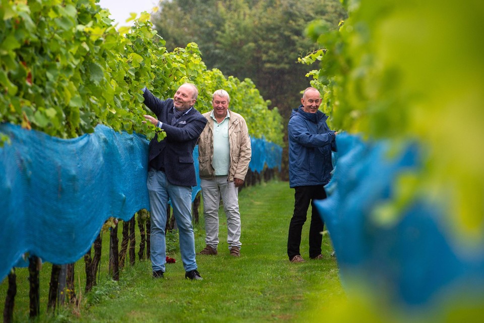 Eén van de wijngaarden op de route ligt hoog op de Windraak, waar de druiven van de Sint Rosawijn goed worden verzorgd.  