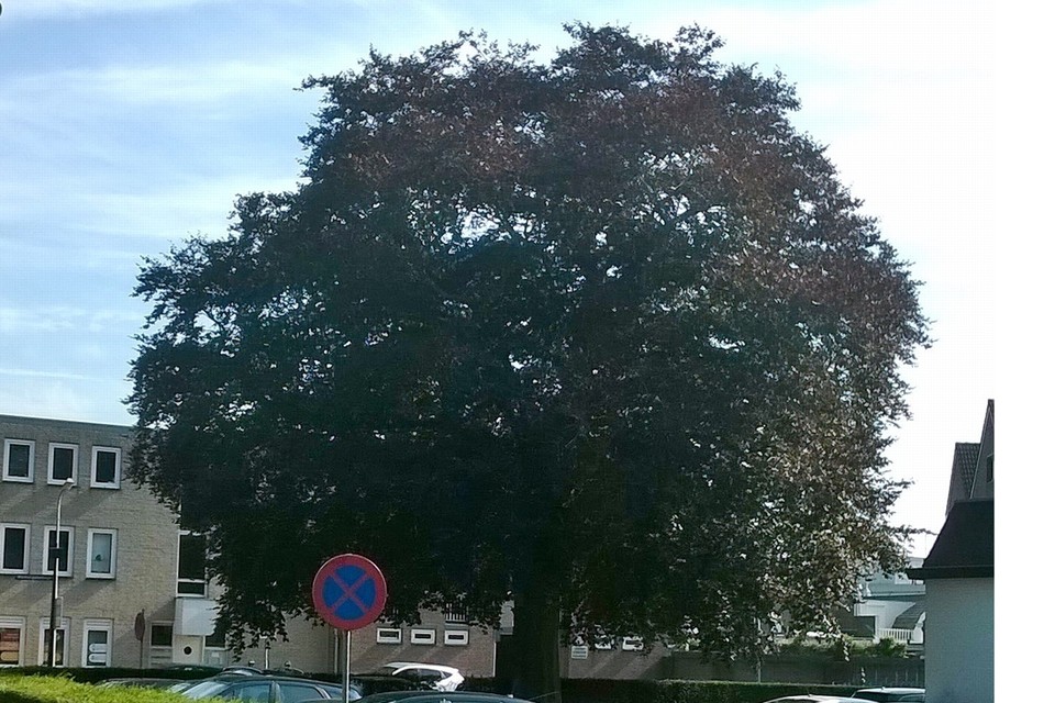 Met recht een monumentale boom, deze bruine beuk aan de Emmasingel. 