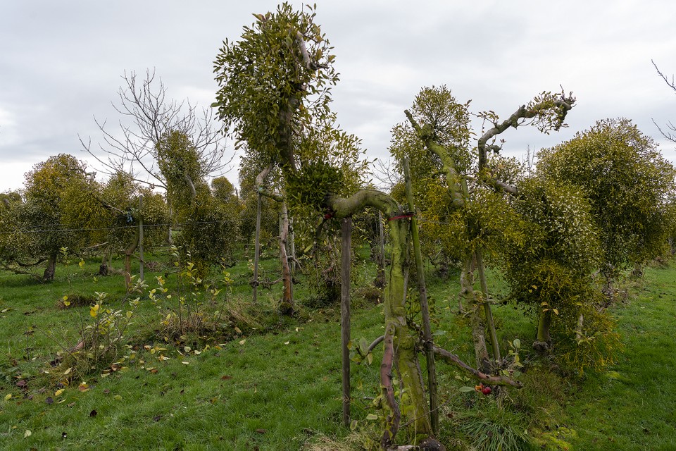 Fruittelers Jos en Hannie Gorissen kraakten de code voor het kweken van mistletoe in hun appelboomgaard.                            