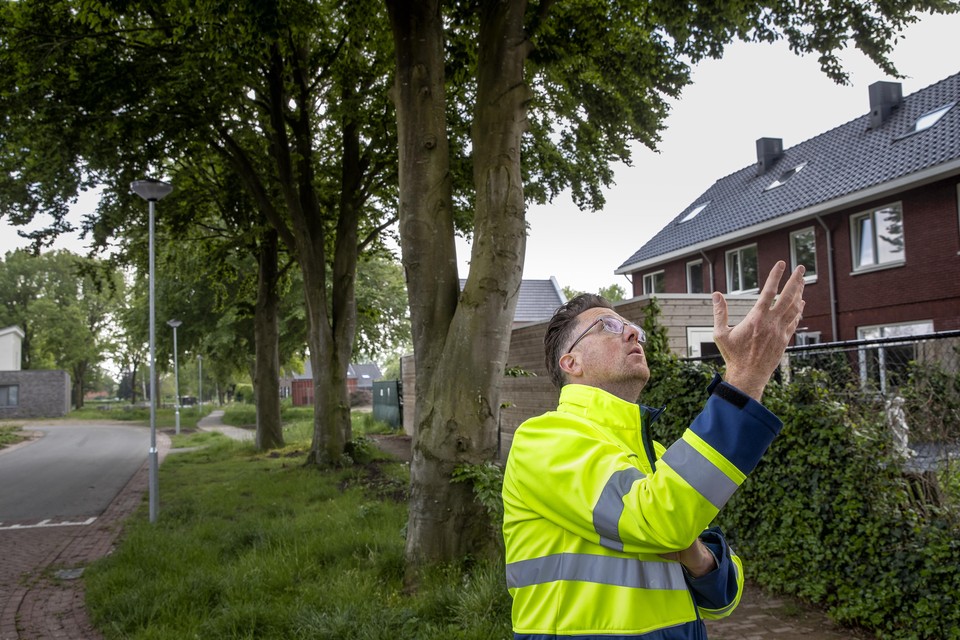 Groenopzichter Bram Rulkens van Nederweert bij de rij beschermde beuken in Leveroy. 