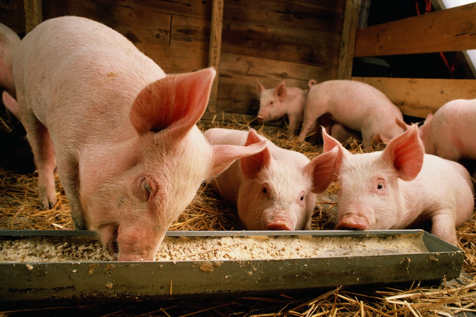 Er komt onderzoek naar de mogelijkheid om bijvoorbeeld varkens te voeden met voer dat gemaakt is met afval uit keukens in de horeca. 
