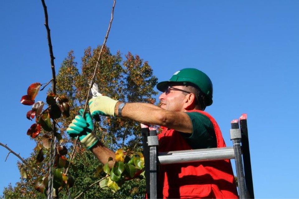 Het snoeien van jonge bomen vereist enige kennis. 