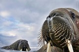 thumbnail: Terwijl fotograaf Valter Bernardeschi zijn camera voor hem uitstak glipte hij in het ijskoude water om de walrussen te fotograferen die hij vanuit zijn bijboot had gezien. Dit trok de aandacht van nieuwsgierige jongeren die naar hem toe begonnen te zwemme