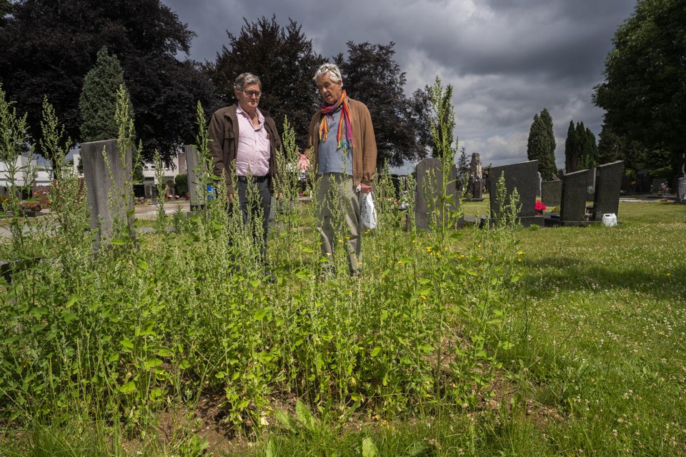 Tot verdriet van Peter Drummen en Mattie Jeukens tiert het onkruid welig op begraafplaats Oostermaas. 