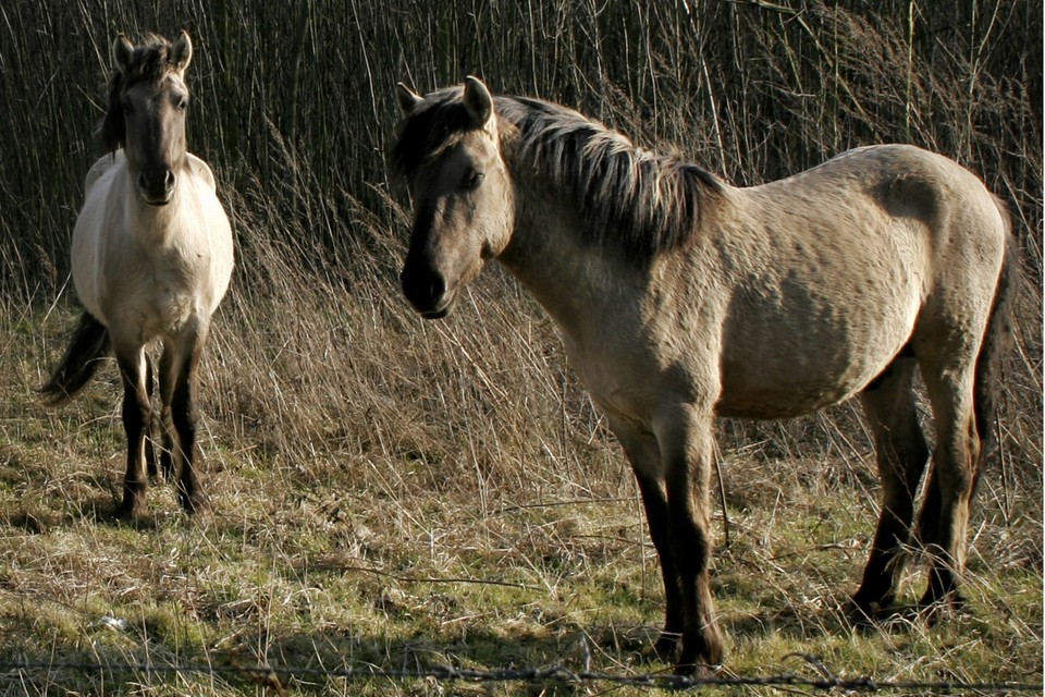 In het Beneden-Geuldal grazen onder meer Konikpaarden. 