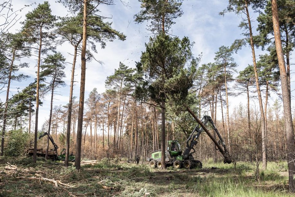 Staatsbosbeheer velt stervende naaldbomen in de Meinweg na de verwoestende natuurbrand van april 