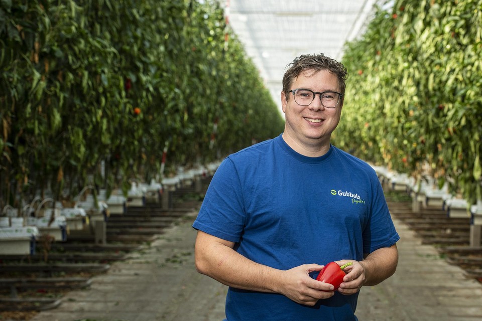 Erik Gubbels in zijn paprikakas in Maasbree. 