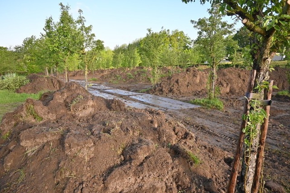 Het dassenleefgebied bij Noorbeek werd vorige week verstoord door grondverzet. 