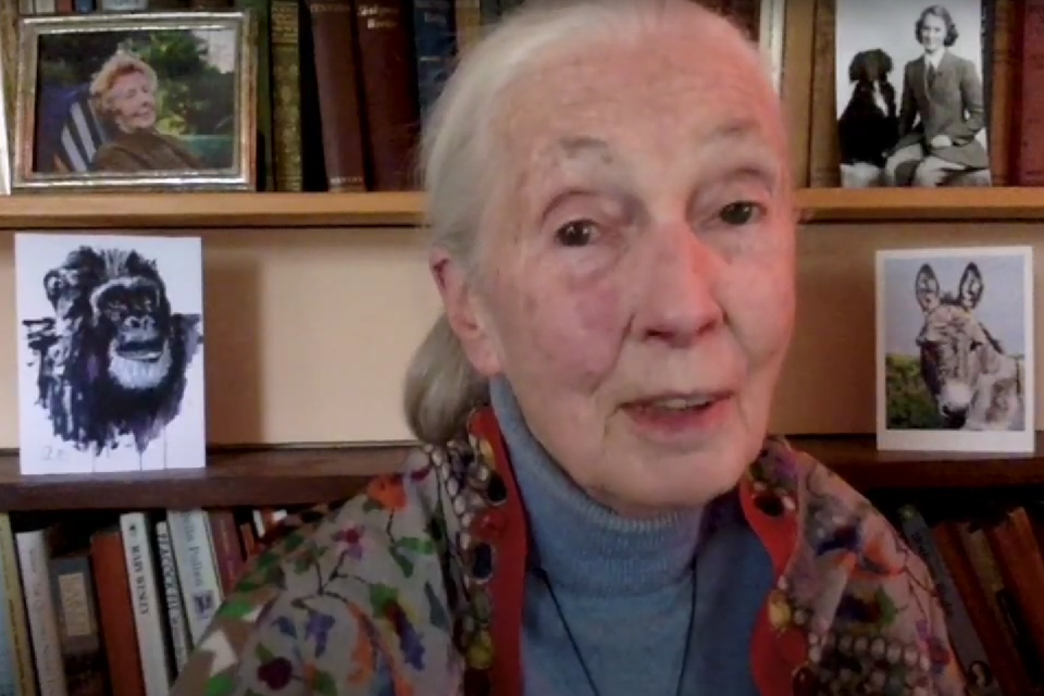 De wereldberoemde primatoloog Jane Goodall zegt in een videoboodschap haar steun toe aan de ambities van Yuverta. 