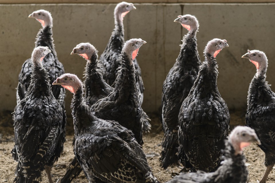 Bij een kalkoenbedrijf in Weert zijn zaterdag de dieren geruimd nadat daar vogelgriep was vastgesteld. 