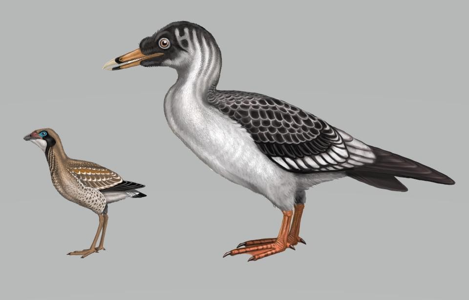 Zo moeten Asteriornis (links) en Janavis er 67 miljoen jaar geleden ongeveer hebben uitgezien.