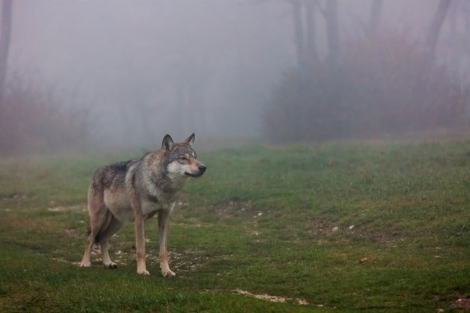De Nederweertse wolf is vermoedelijk afkomstig uit een populatie in de Franse Alpen.  