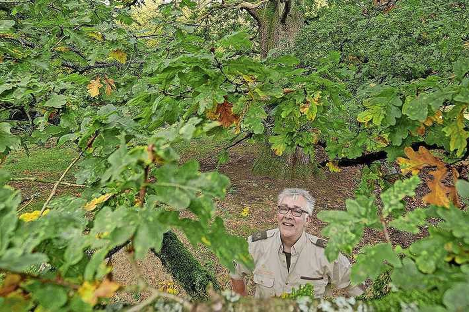 Boswachter Henk Ruseler ziet meer groene dan gele en bruine blaadjes. Omdat het in de herfst de afgelopen jaren warmer wordt, treedt de bladverkleuring steeds later op. 