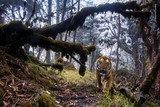 thumbnail: Vergezeld door parkwachter klom fotograaf Emmanuel Rondeau 700 meter om acht camera's op te zetten. Drieëntwintig dagen later keek deze Bengaalse tijger recht in een van zijn camera's.