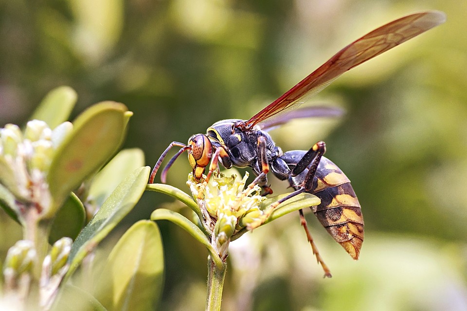 De Aziatische hoornaar is te herkennen aan zijn bruine lijf en gele uiteinden van de poten. 
